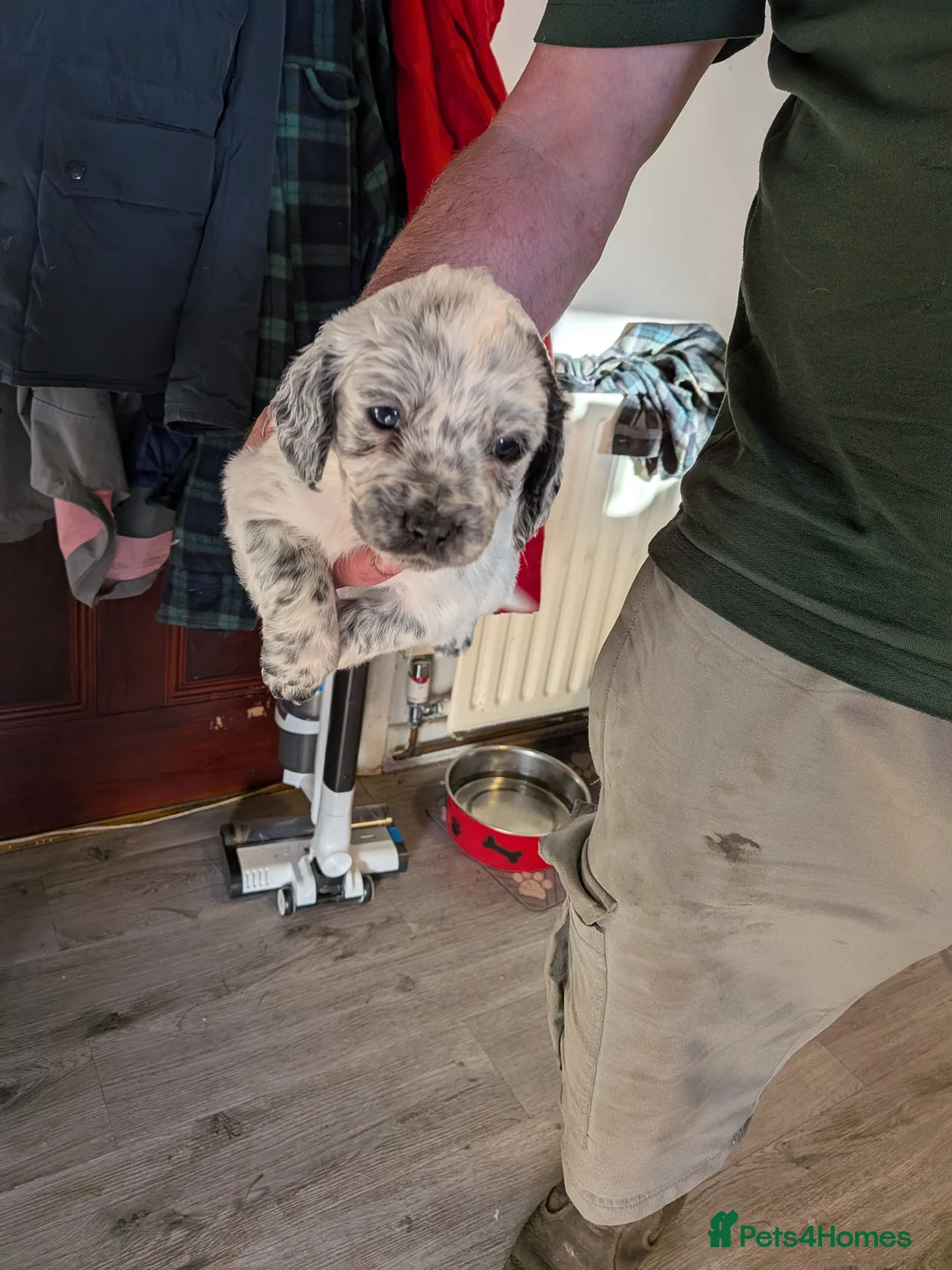 Mixed Breed dogs for sale: Adorable Cocker Spaniel Cross Puppies for Sale - Advert 1