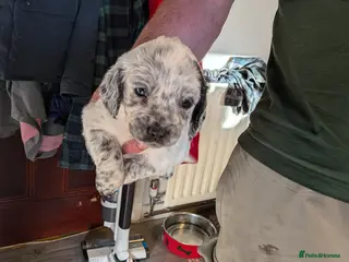 Mixed Breed dogs Adorable Cocker Spaniel Cross Puppies for Sale - Advert 3