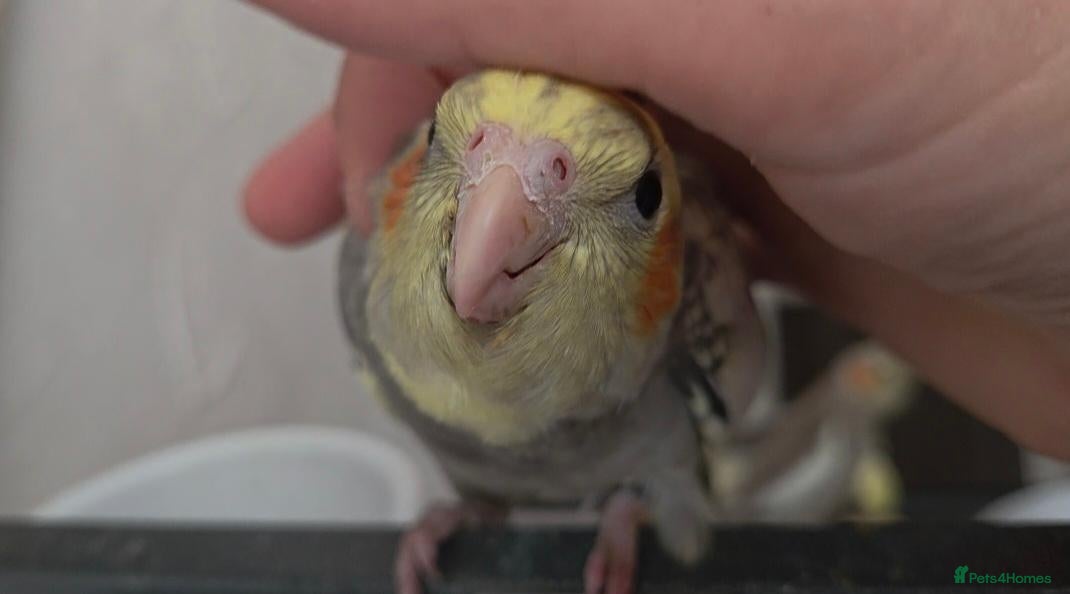 Cockatiels birds 2 Hand tame baby cockatiels available.  - Advert 1