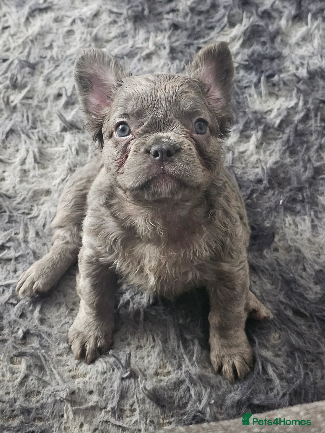 French Bulldog dogs for sale: Visual fluffy french bulldogs in Newcastle upon Tyne - Advert 2