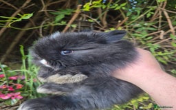 Angora rabbits for sale: The cutest black beauties 🖤 - Image 17