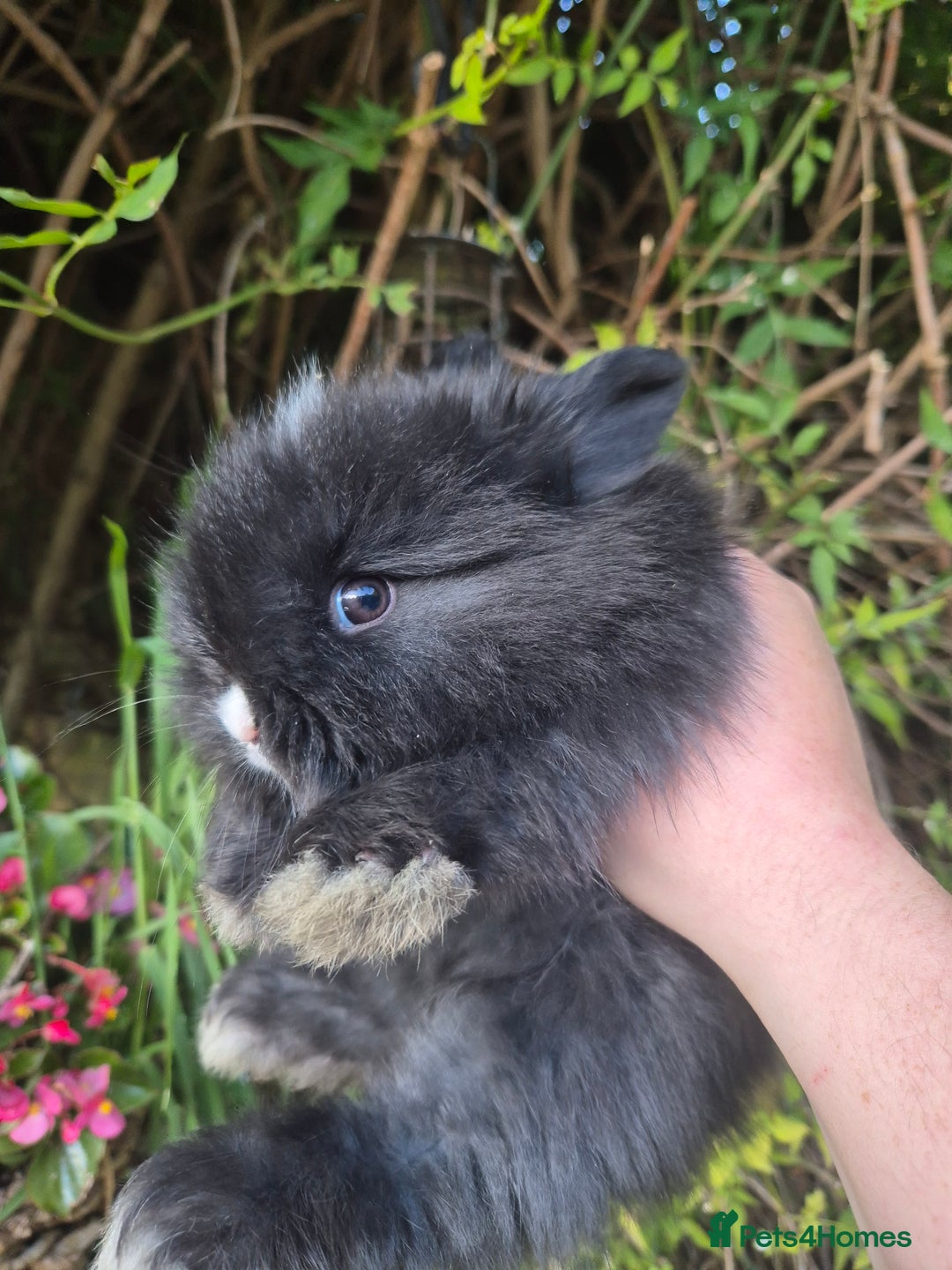 Angora rabbits for sale: The cutest black beauties 🖤 - Image 17