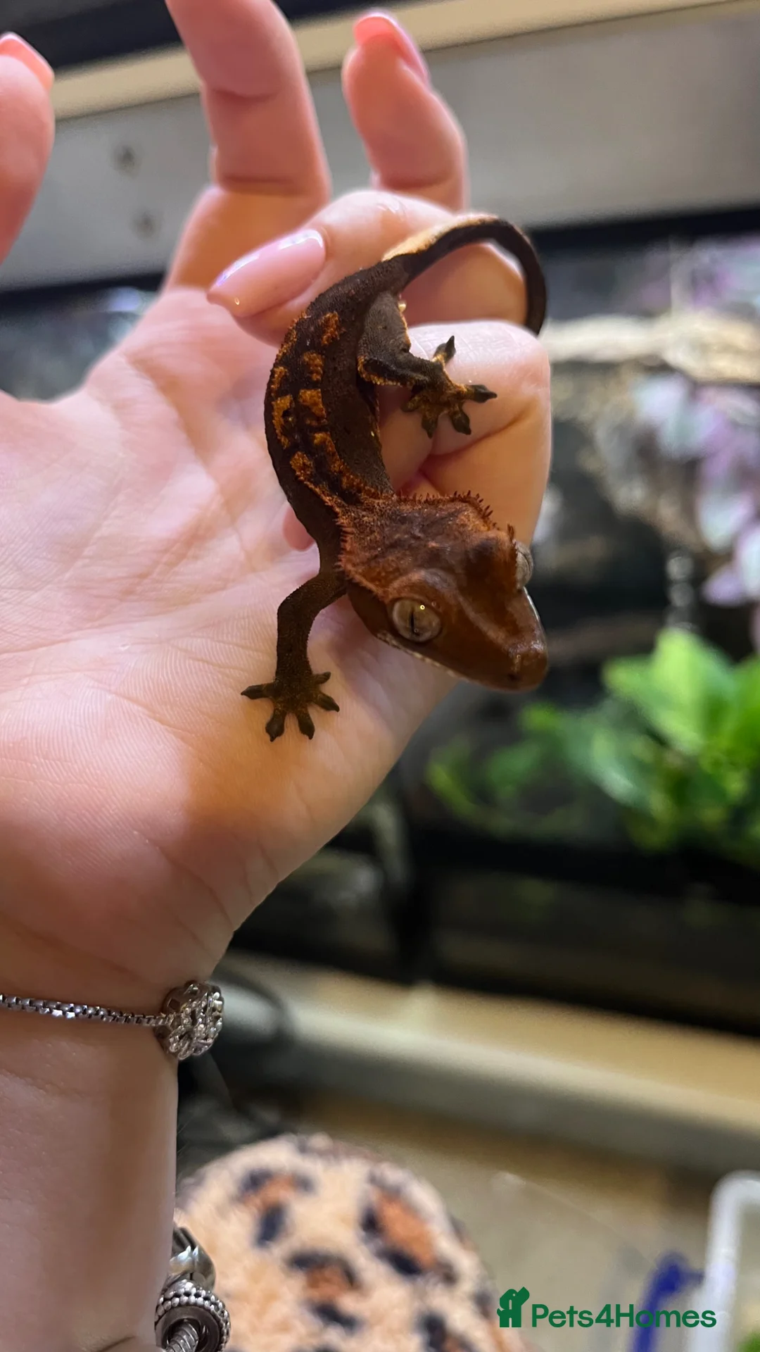 Gecko reptiles for sale: Created gecko hatchling  - Advert 1