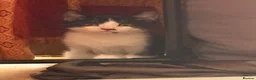 British Shorthair cats for sale: 3 adorable male kittens - Advert 7