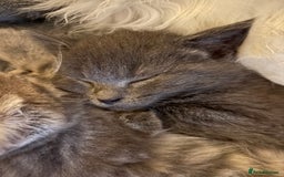 Mixed Breed cats for sale: Stunning Kittens  - Image 10