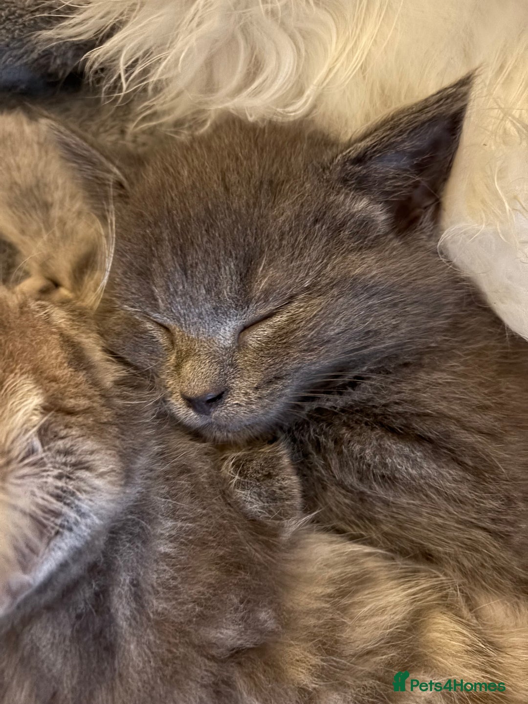 Mixed Breed cats for sale: Stunning Kittens  - Image 10