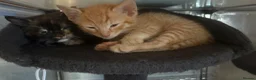 Mixed Breed cats for sale: 1 male 1 female available  - Advert 11