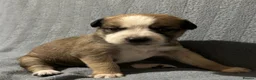 Mixed Breed dogs for sale: 🐾 Beautiful Mixed Breed Puppies ⭐ - Advert 7