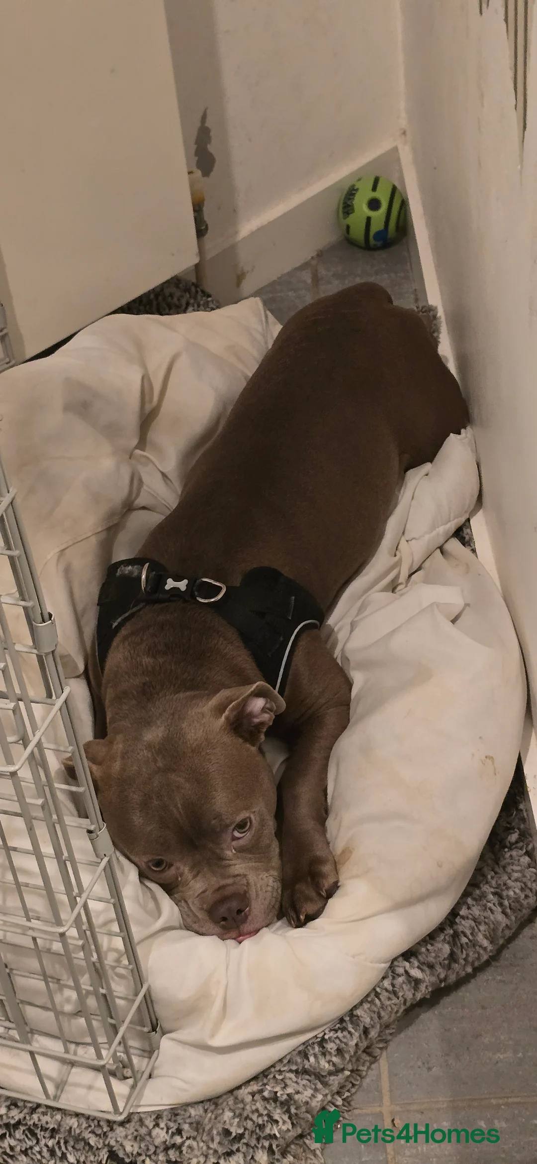 Olde English Bulldogge dogs for sale: 7 Month Old Olde English Bulldog Female - Advert 8