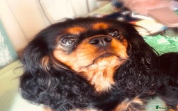 Cavapoo dogs for sale: F1b Cavapoo  - Image 10