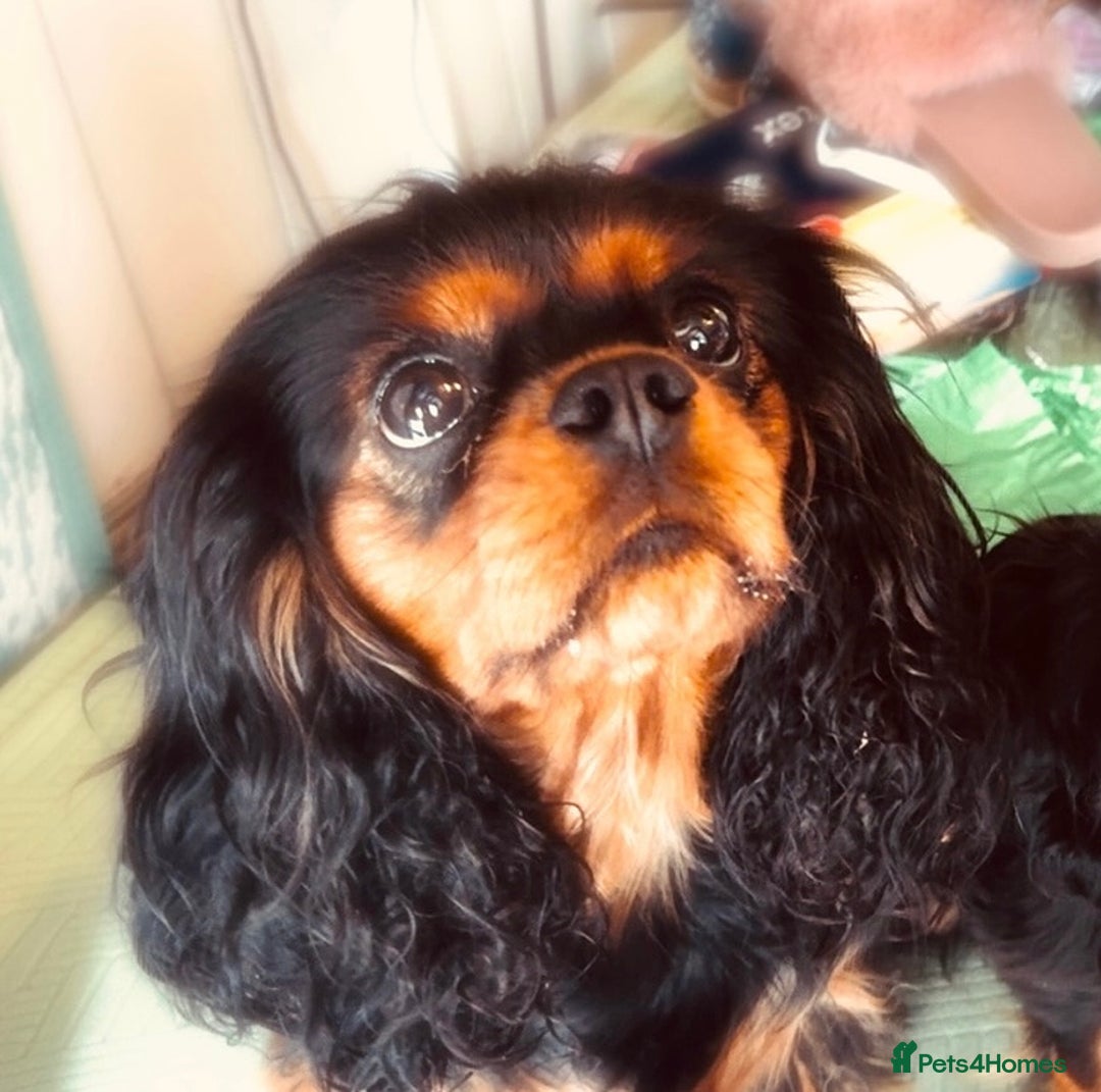 Cavapoo dogs for sale: F1b Cavapoo  - Image 10