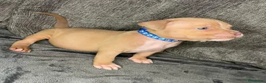 American Bully 2