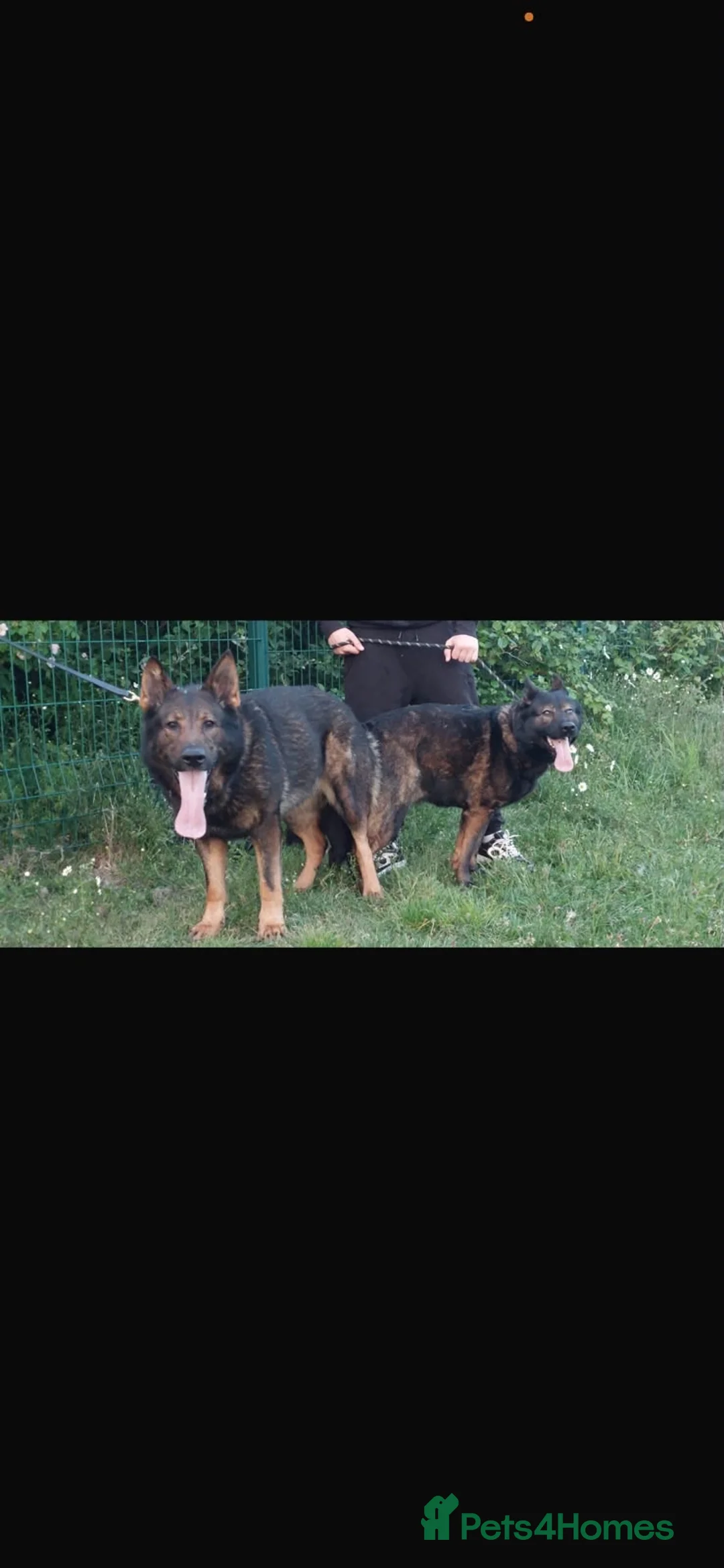 German Shepherd dogs for sale: German Shepard puppies straight back  - Advert 2