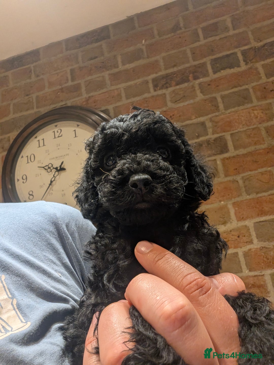 Cockapoo dogs for sale: Little black boy  - Image 4