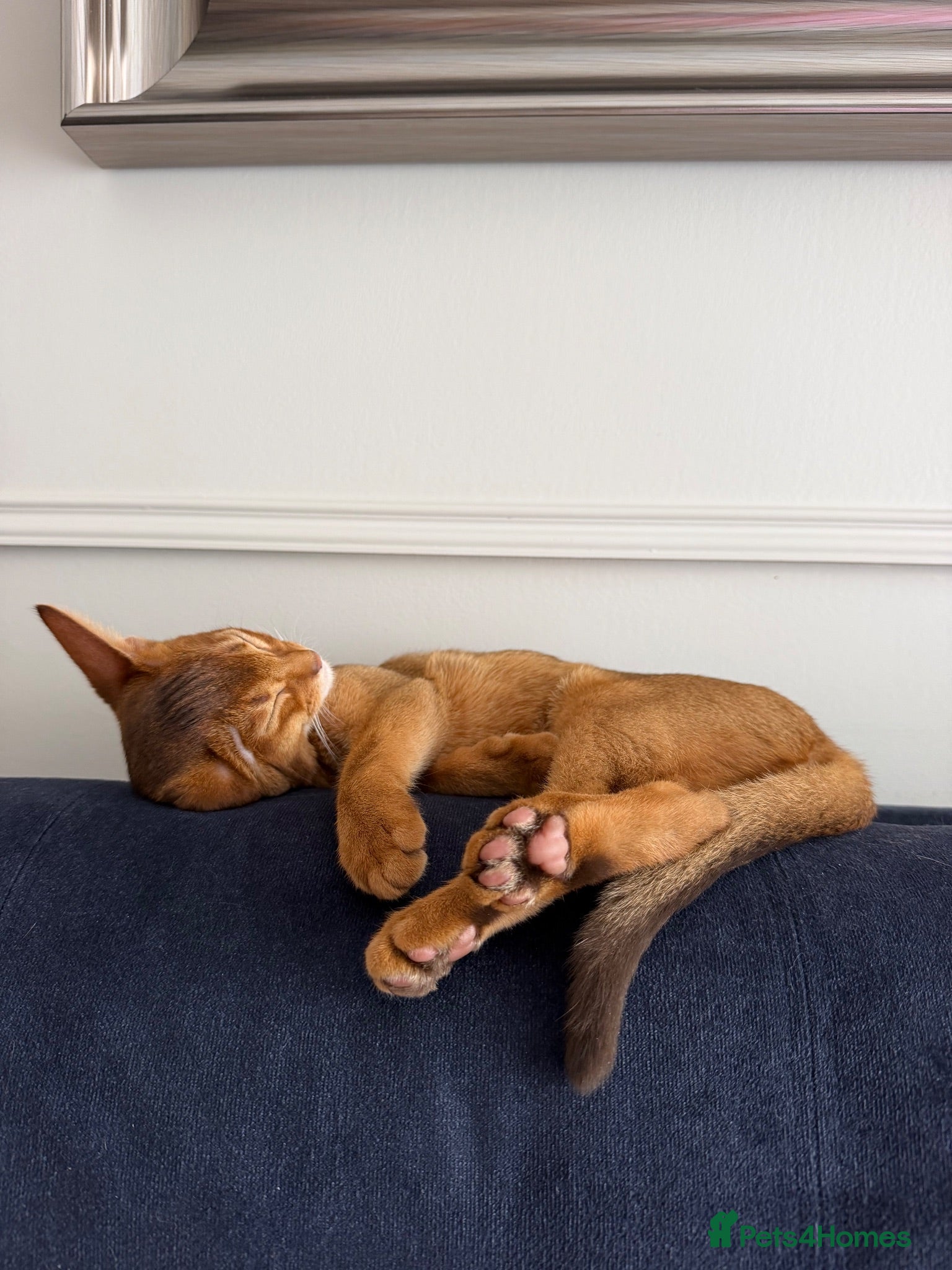 Abyssinian cats Girl 🎀 Ready to Go! - Advert 2