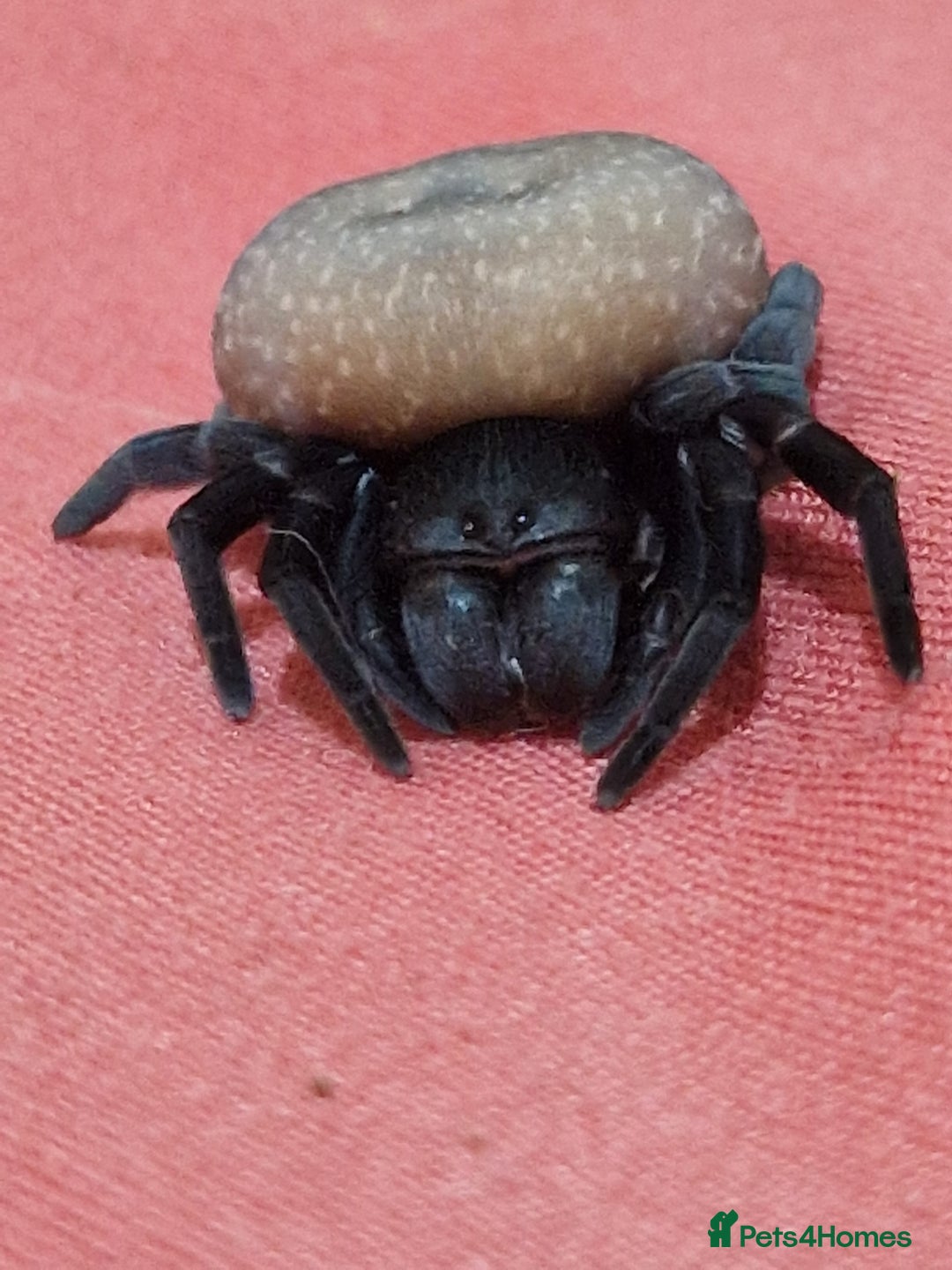 Spiders invertebrates for sale: Adorable velvet spiders 🕷  - Advert 4