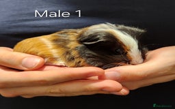 Guinea Pig rodents for sale: 2 Adorable Guinea Pups - Image 1