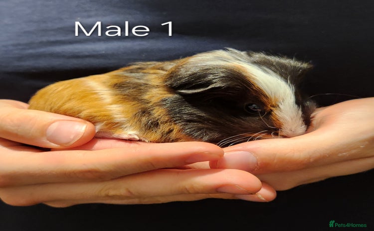 Guinea Pig rodents - Advert 6