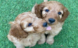 Cockapoo dogs for sale: F1 Health tested Cockapoo Pups - Image 1