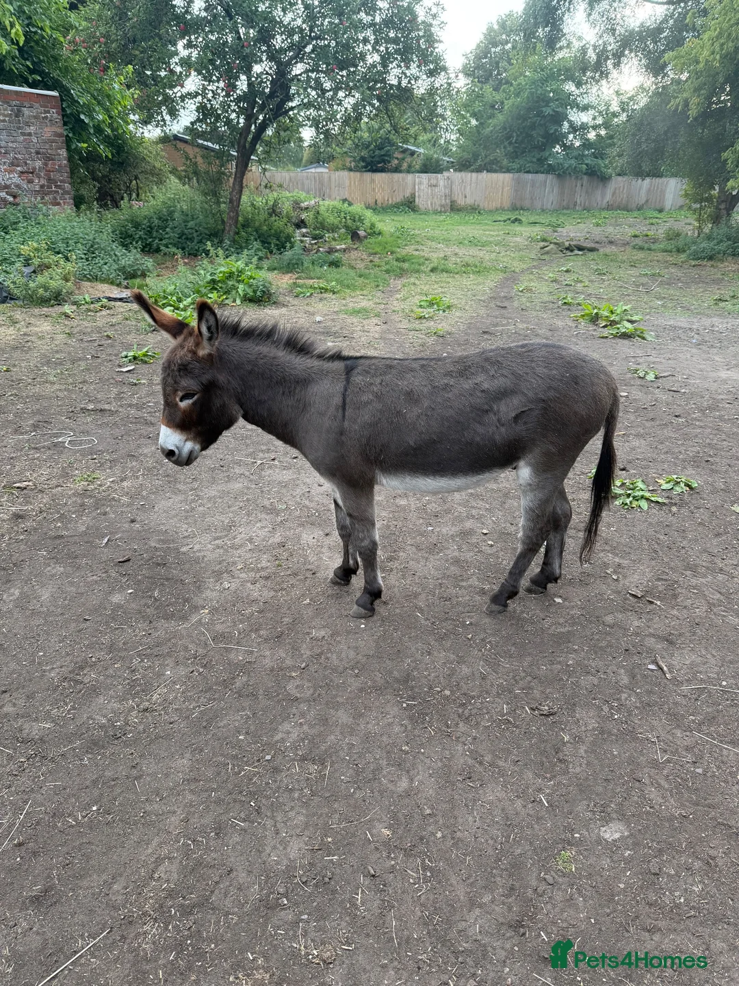 Donkey livestock for sale: Miniature Donkey 3 years in Chester - Advert 3