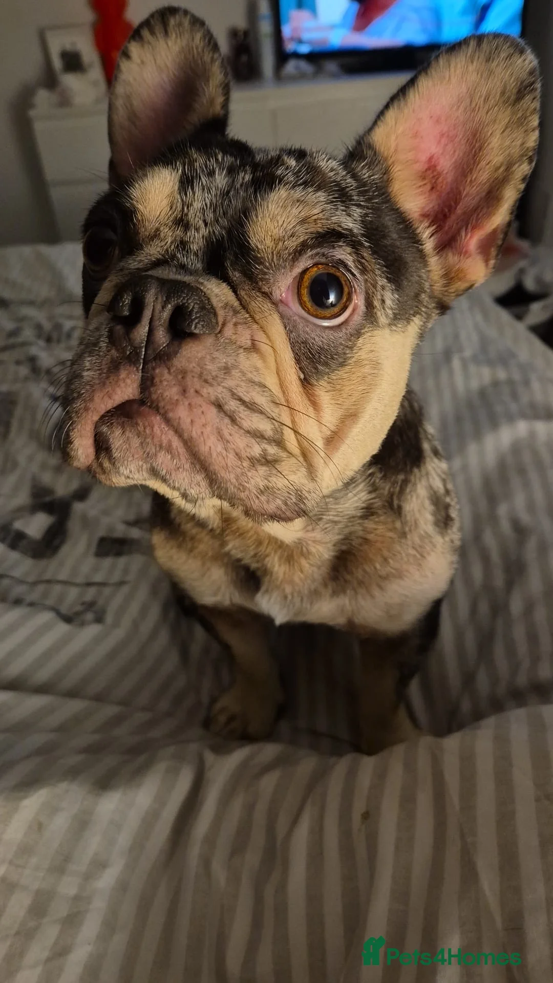 French Bulldog dogs for sale: Chocolate merle frenchie  in Cannock - Advert 2