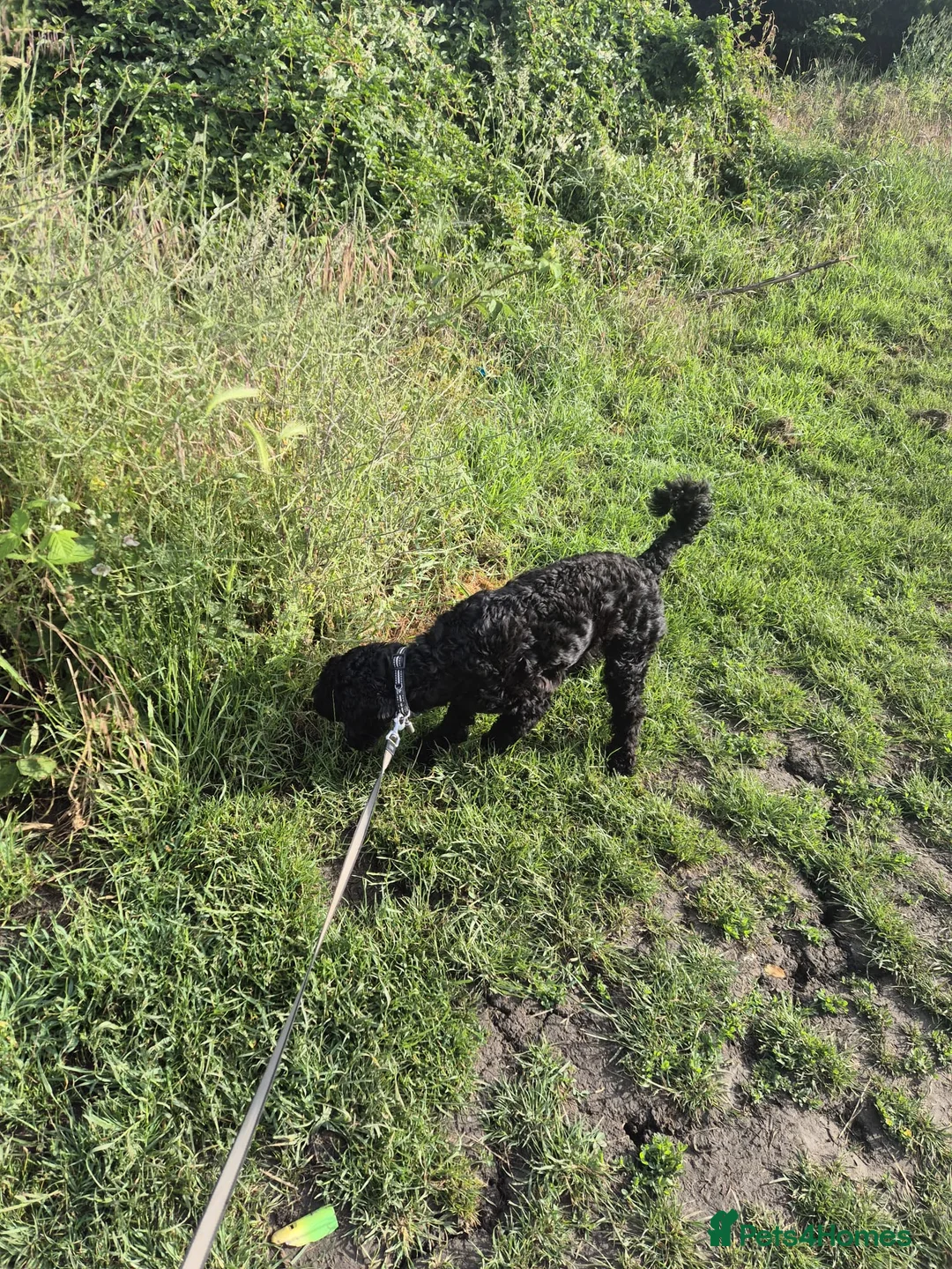 Cockapoo dogs for sale: Cockerpoo needing a new home  in Bedford - Advert 2