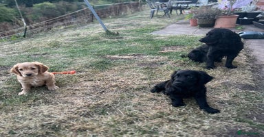 Cocker Spaniel dogs - Advert 3