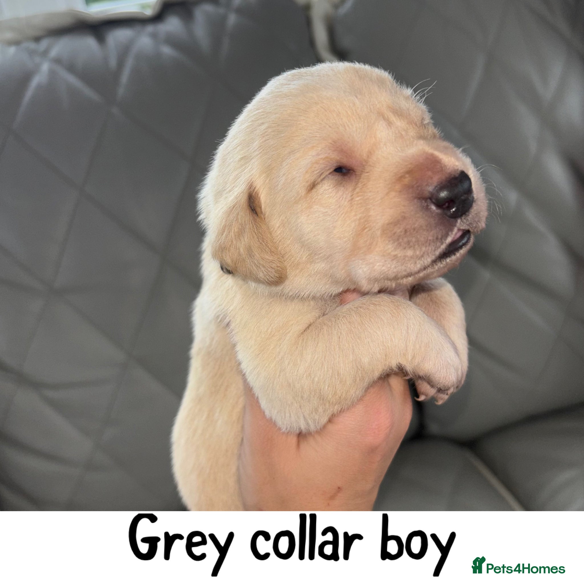 Grey collar boy