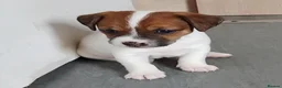 Jack Russell dogs for sale: Jack Russell puppies  - Advert 6
