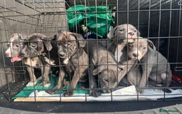 Staffordshire Bull Terrier dogs for sale: Beautiful Staffy puppies  - Image 9