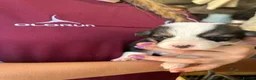 Welsh Corgi Pembroke dogs for sale: KC REGISTERED PEMBROKE CORGI PUPS - Advert 7