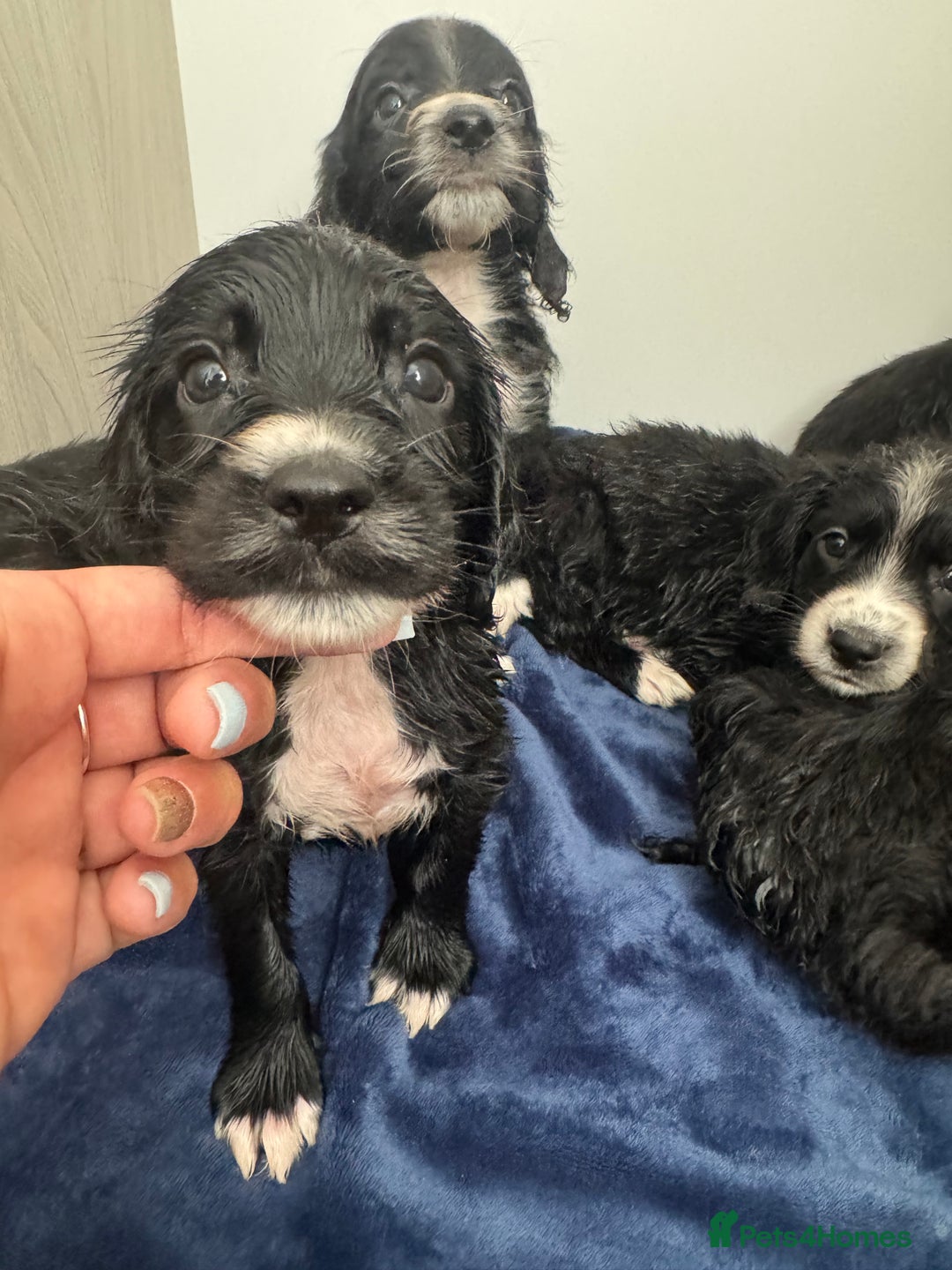 Cockapoo dogs for sale: Beautiful Cockapoo puppies!  - Image 7