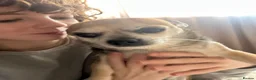 Chihuahua dogs for sale: Milo - Looking for a new home  in Warrington - Advert 3