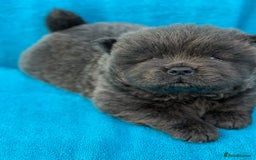 Chow Chow dogs for sale: KC Reg Chow Chow Puppies  - Image 4