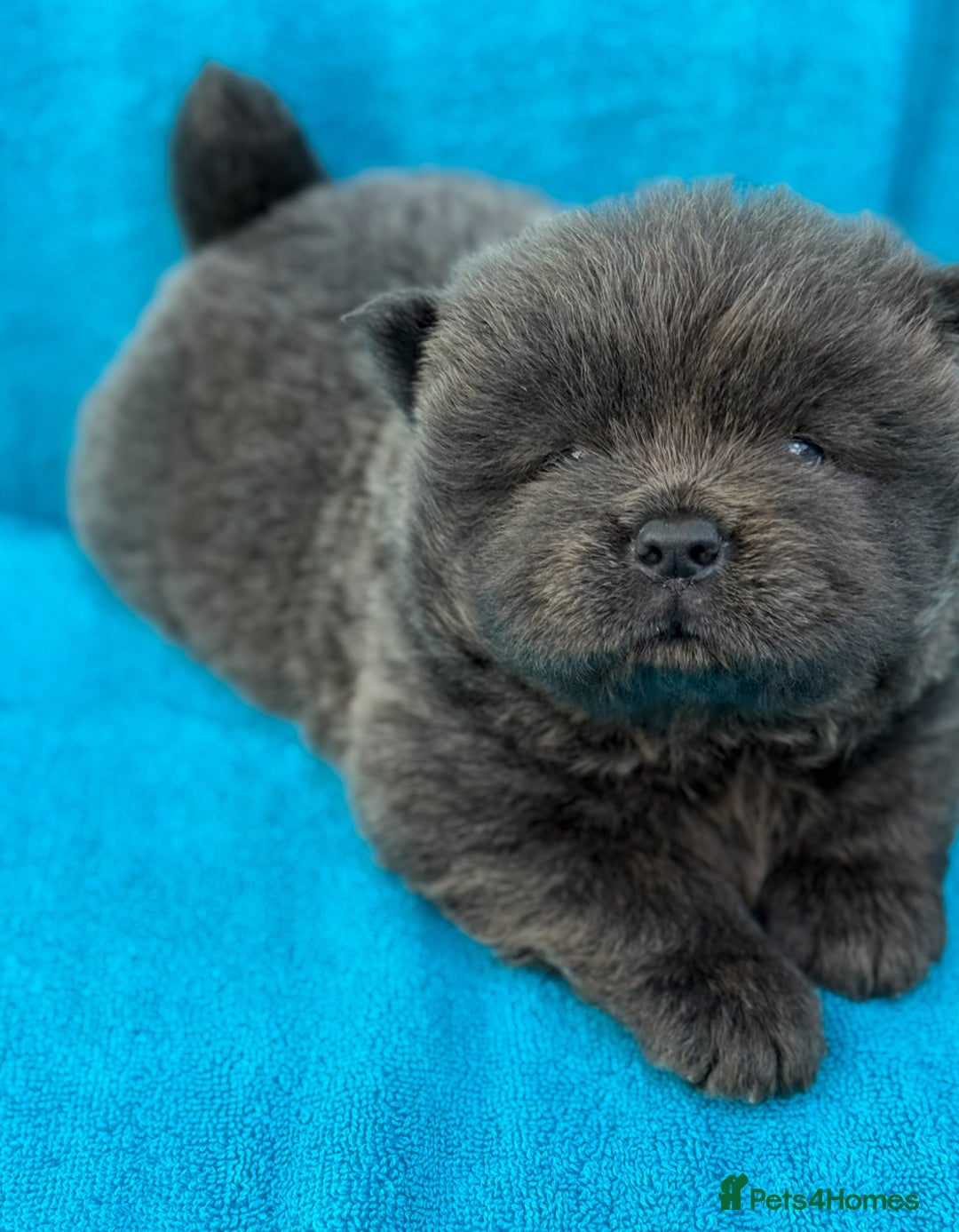 Chow Chow dogs for sale: KC Reg Chow Chow Puppies  - Image 4