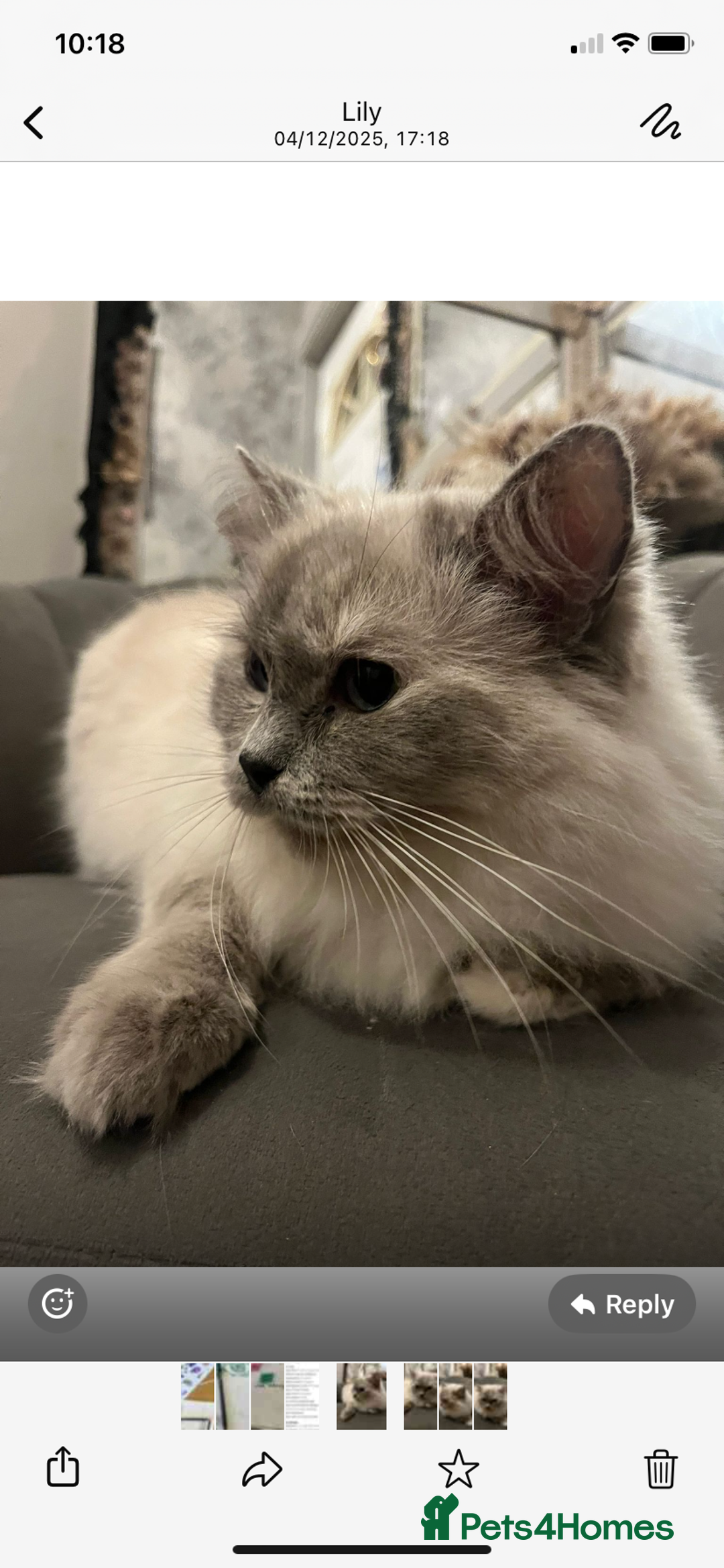 Domestic Shorthair cats for sale: Ragdoll female  - Advert 2
