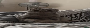 Scottish Fold 1