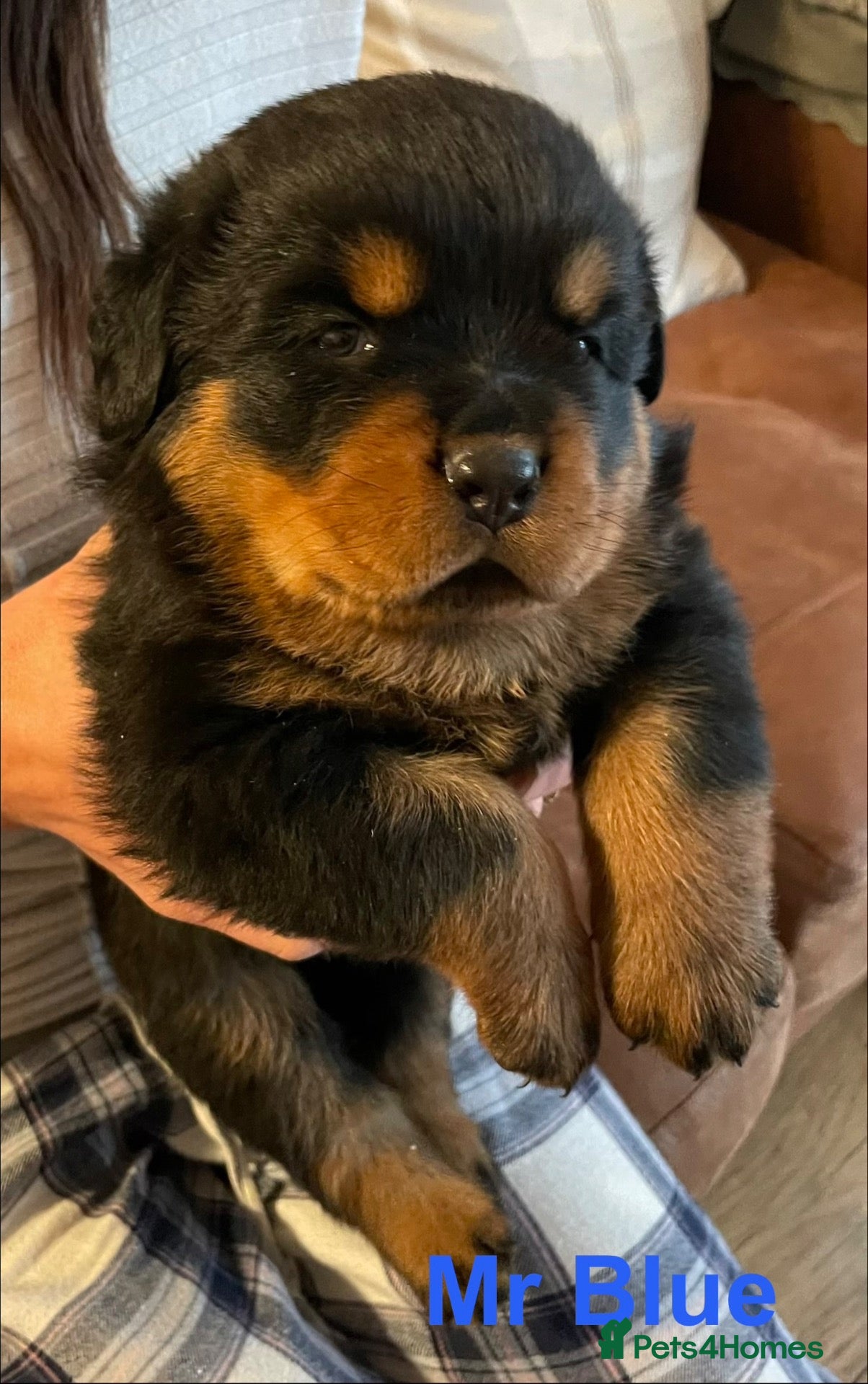 Rottweiler dogs KC Registered Rottweiler Puppies - Advert 1