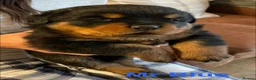Rottweiler dogs for sale: KC Registered Rottweiler Puppies in Leicester - Advert 1