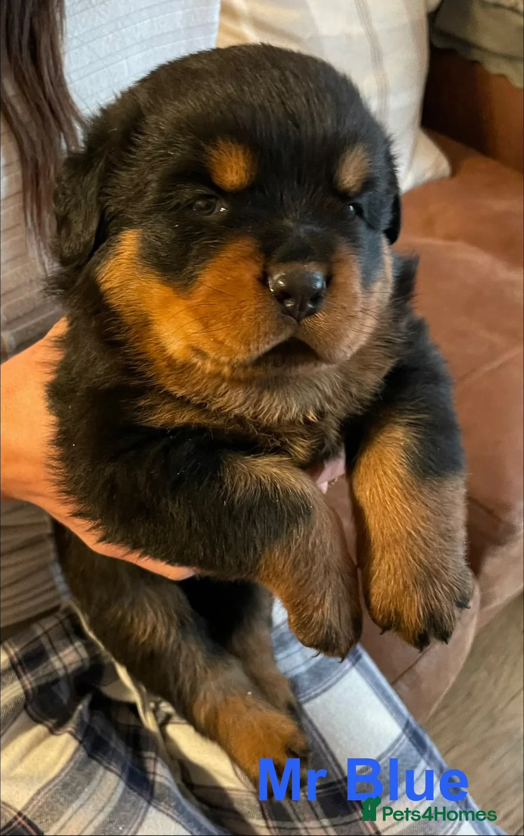 Rottweiler dogs for sale: KC Registered Rottweiler Puppies in Leicester - Advert 1