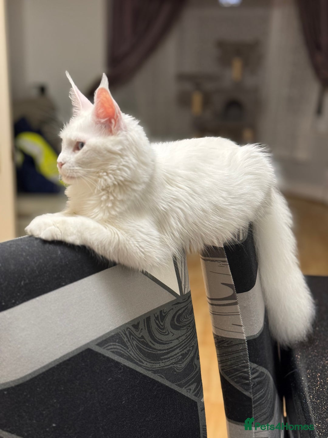 Maine Coon cats for sale: Gorgeous babies ready to find their forever family - Image 7