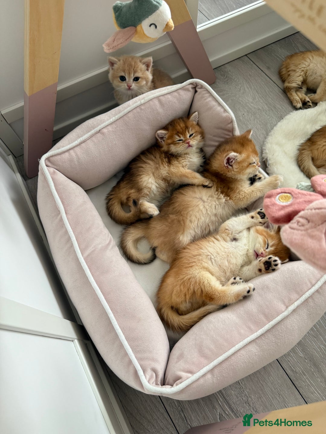 Brazilian Shorthair cats for sale: Golden British Shorthair kittens - Image 6