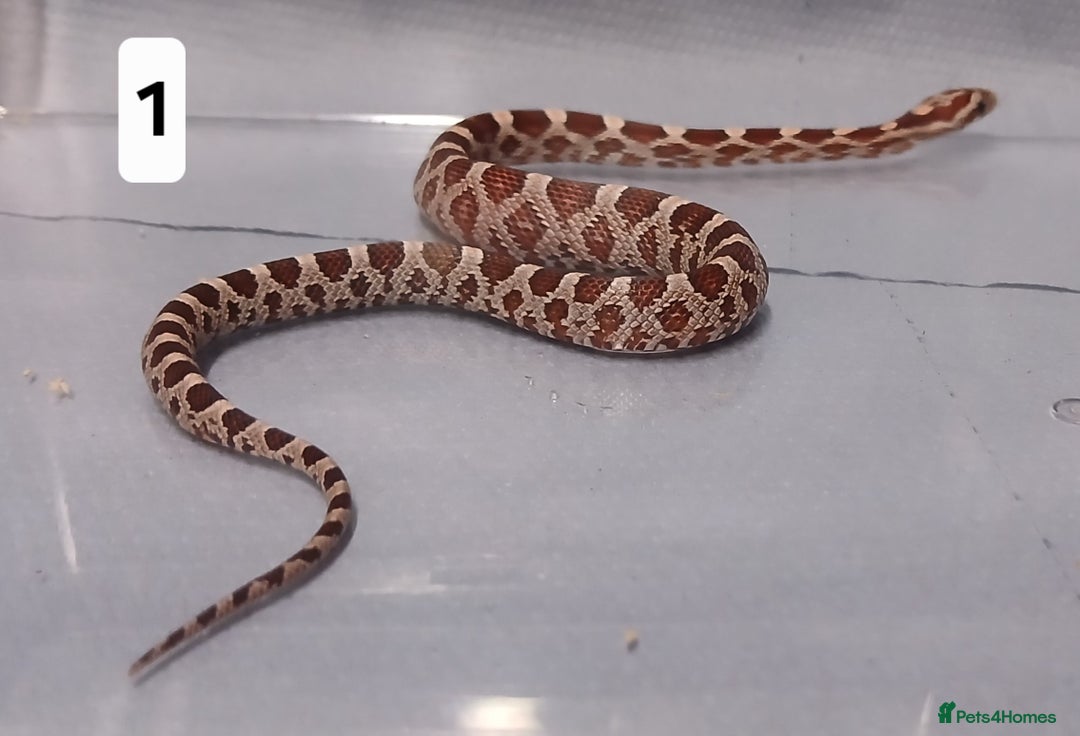 Corn Snake reptiles for sale: Corn Snake Hatchling's  - Image 14