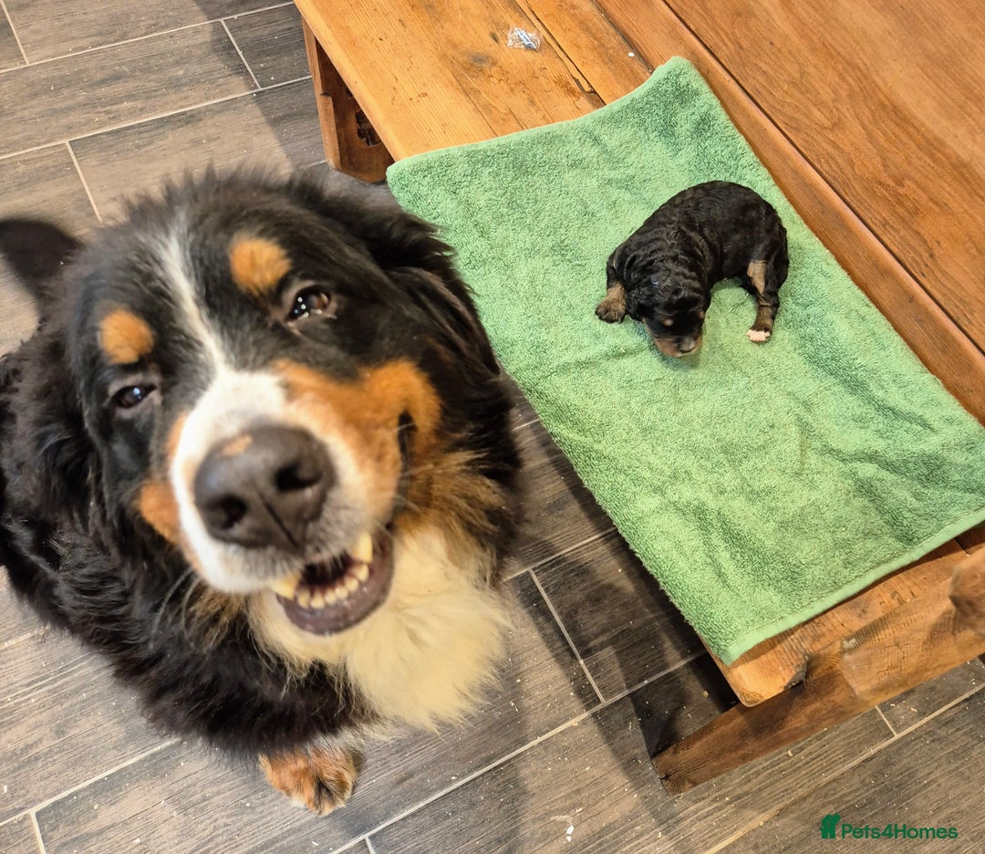 Bernedoodle dogs for sale: F1 Bernedoodle - Image 4