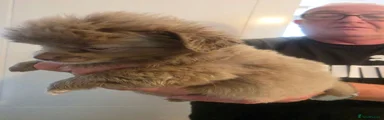 Chihuahua 1