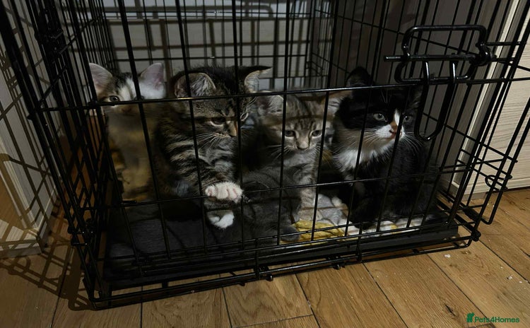 Mixed Breed cats - Advert 2