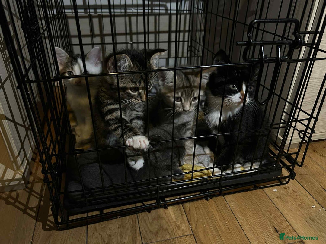 Mixed Breed cats for sale: Kittens  - Image 2