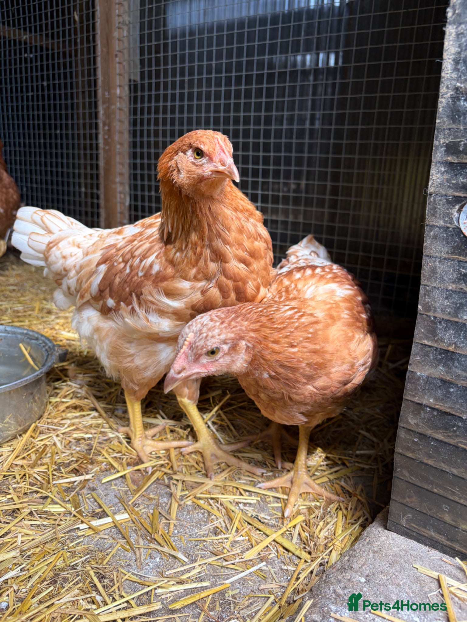Chickens poultry for sale: 3 Beautiful Isa Brown Pullets - Advert 2