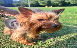 Yorkshire Terrier dogs for sale: 💔 Heartbreaking Sale of Our Beloved Chicky 💔 - Image 5