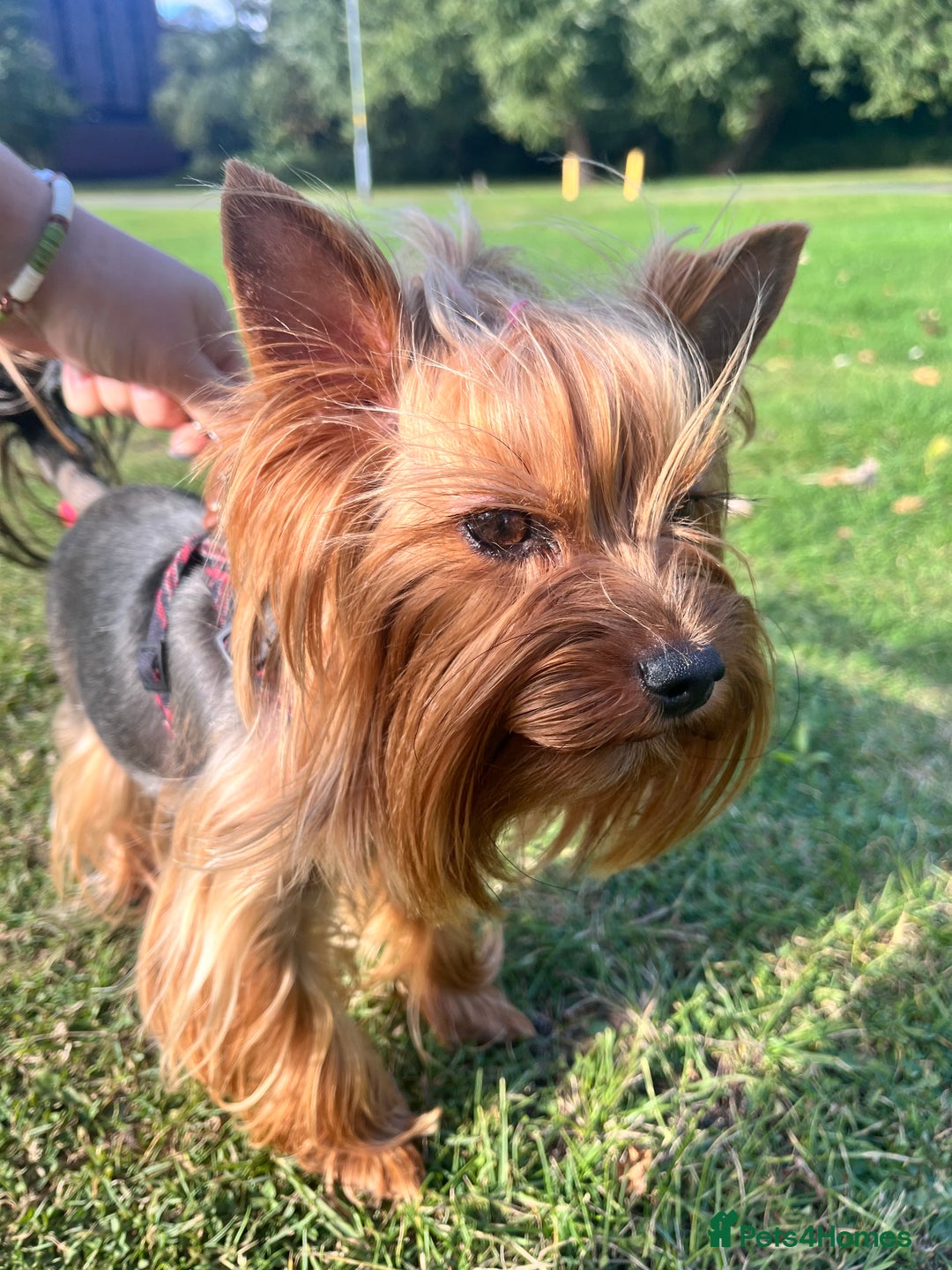 Yorkshire Terrier dogs for sale: 💔 Heartbreaking Sale of Our Beloved Chicky 💔 - Image 5